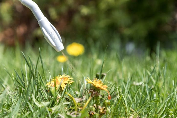Is There Any Safe Application of RoundUp Weed Killer? Experts Believe Not