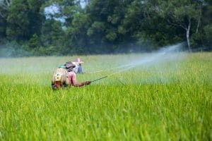 Farmers are using sprayers in rice fields.