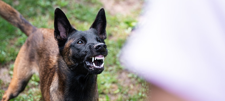 dog bite
